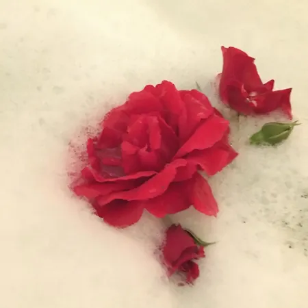 Apartment Romantik 2-6 P *